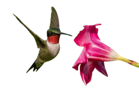 Google Hummingbird Update