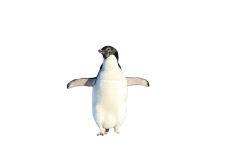 Google Penguin Update